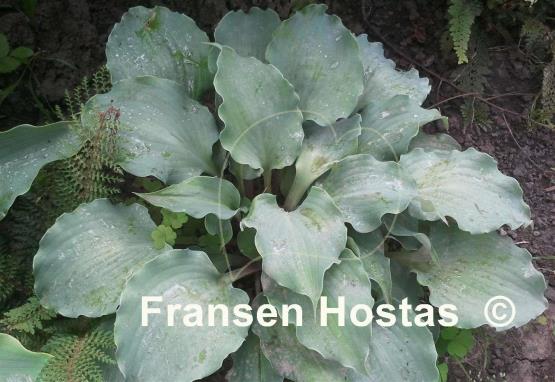 Hosta Frisian Waving Steel